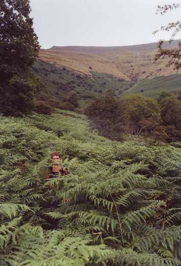 Bracken