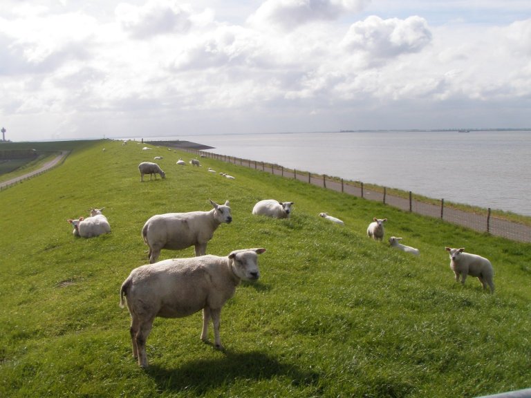 Schapen