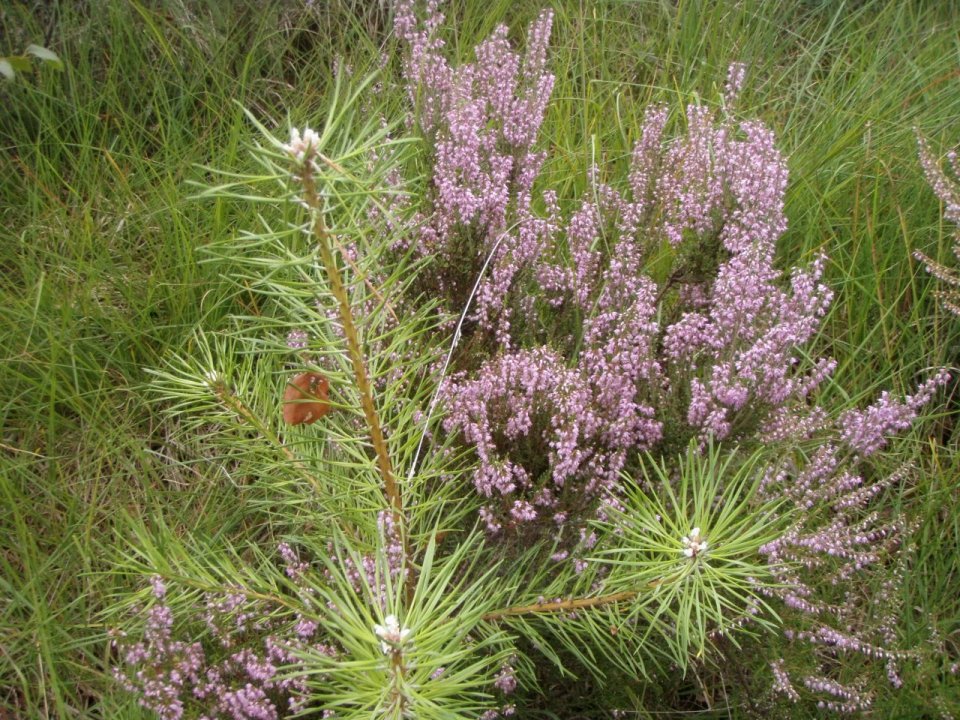 Bloeiende Heide