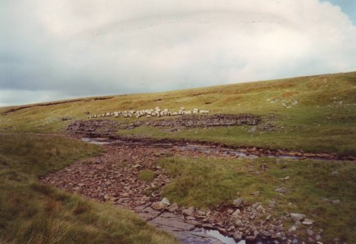 Maize Beck 