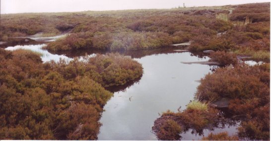 Bog