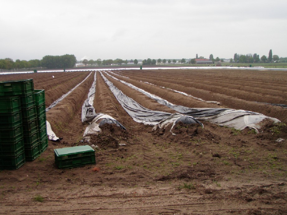 asperge land