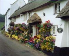 hangingbaskets