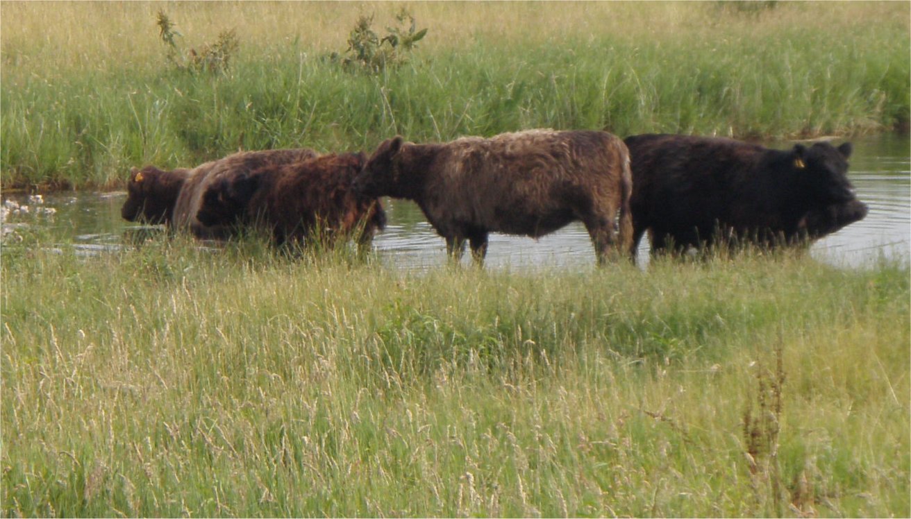 Naardermeer