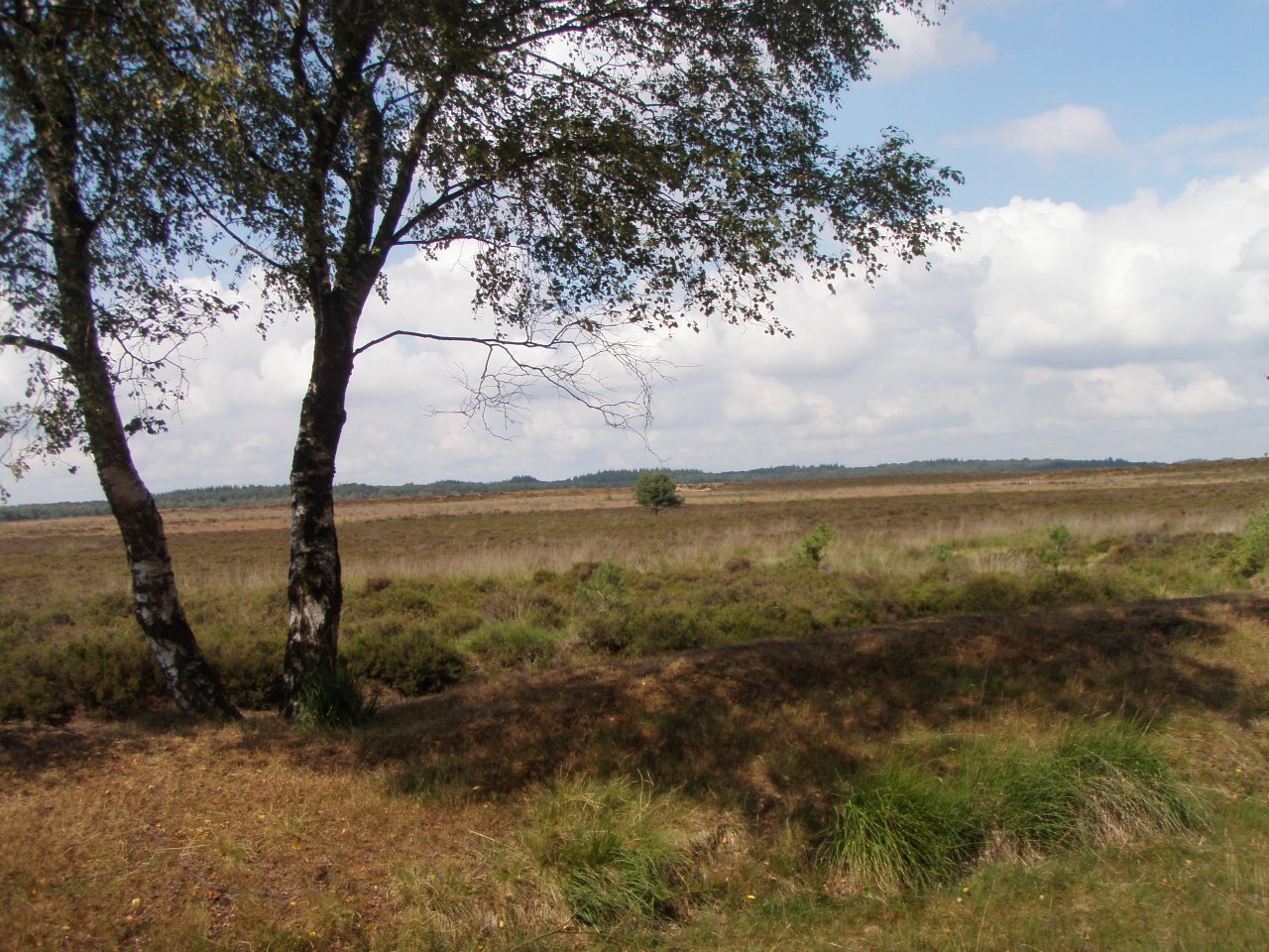 Ginkelsche Heide